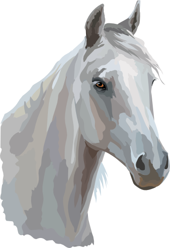 (s287-1D)  Illustrated Horse Head