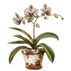 (125-03) Potted Orchids