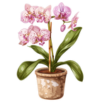 (125-03) Potted Orchids