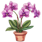 (125-03) Potted Orchids