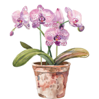 (125-03) Potted Orchids