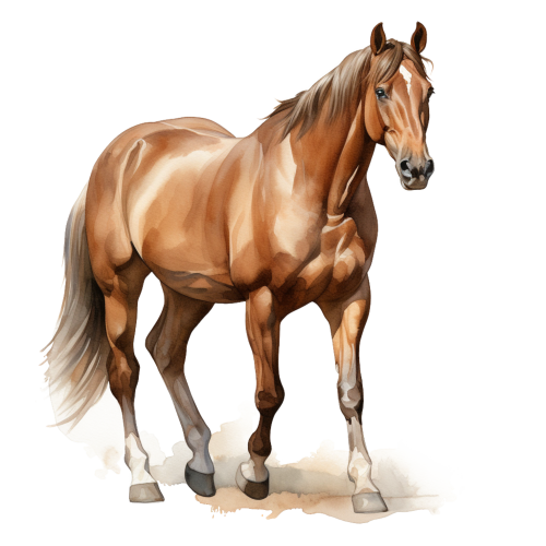 (s398-1-1G)  Watercolor Horse