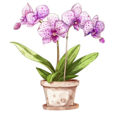 (125-03) Potted Orchids
