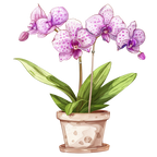 (125-03) Potted Orchids