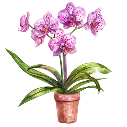 (125-03) Potted Orchids