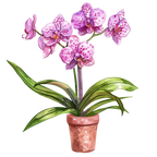 (125-03) Potted Orchids